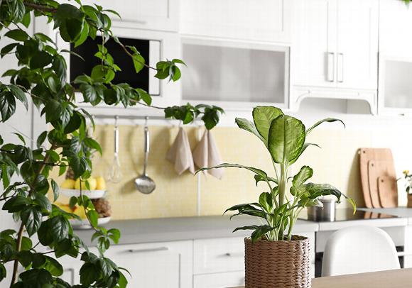 clean kitchen with plants all over